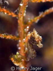 "Pygmy" from Raja Ampat, West Papua, (Macro lens 50mm 1,4... by Henry Jager 